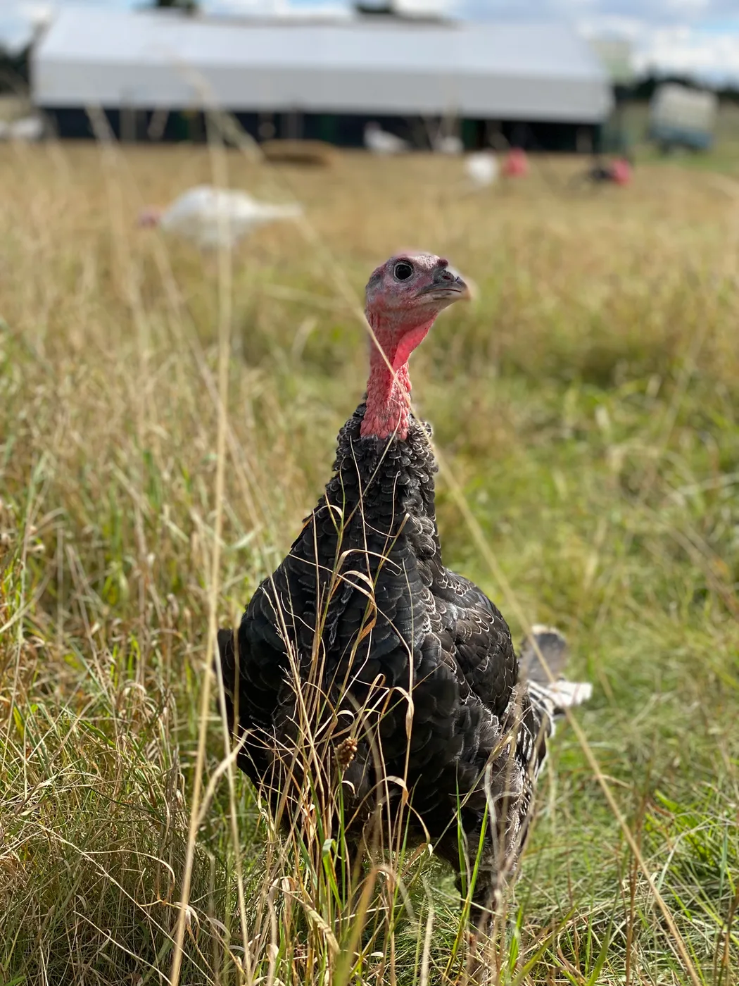 A turkey in the long grass