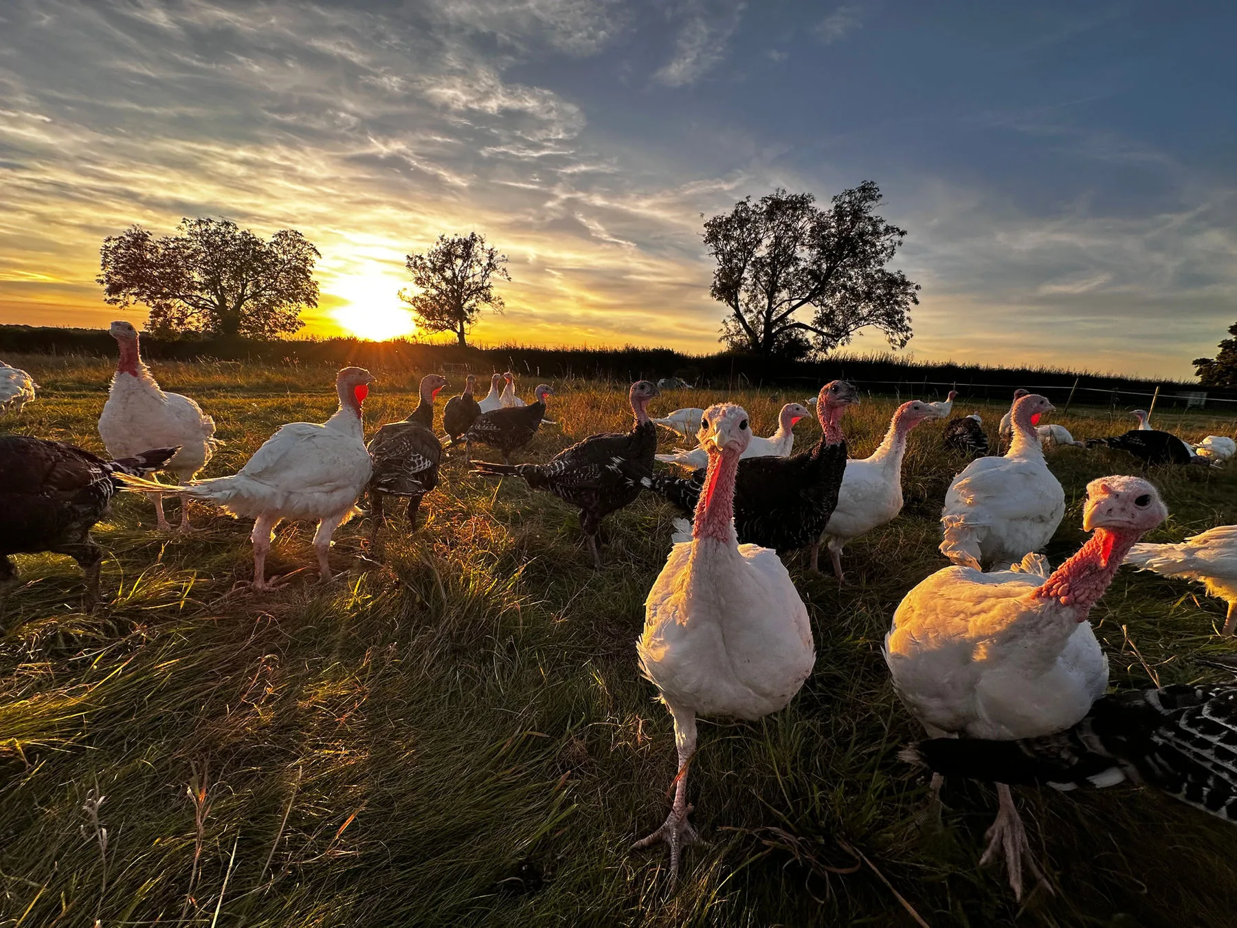 Turkeys in the field at sunset